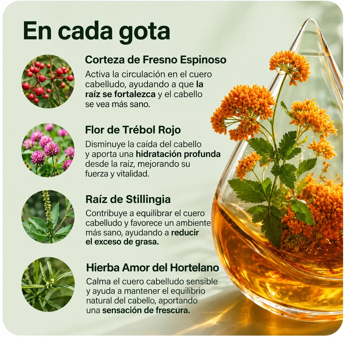 Gotas Radenne Ligereza · Extractos vegetales 59 ml